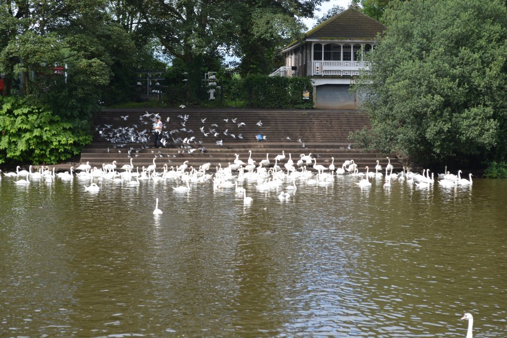 The swannery! beyond are the cricket grounds River Severn Worcester England