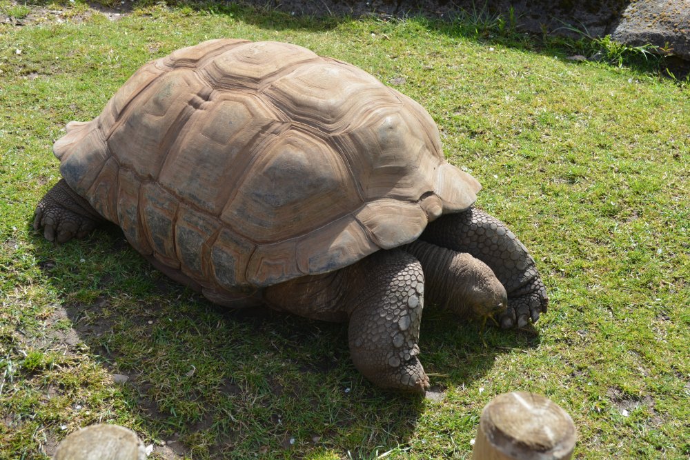 aldabra giant tortoise Twycross Zoo, Leicestershire, England