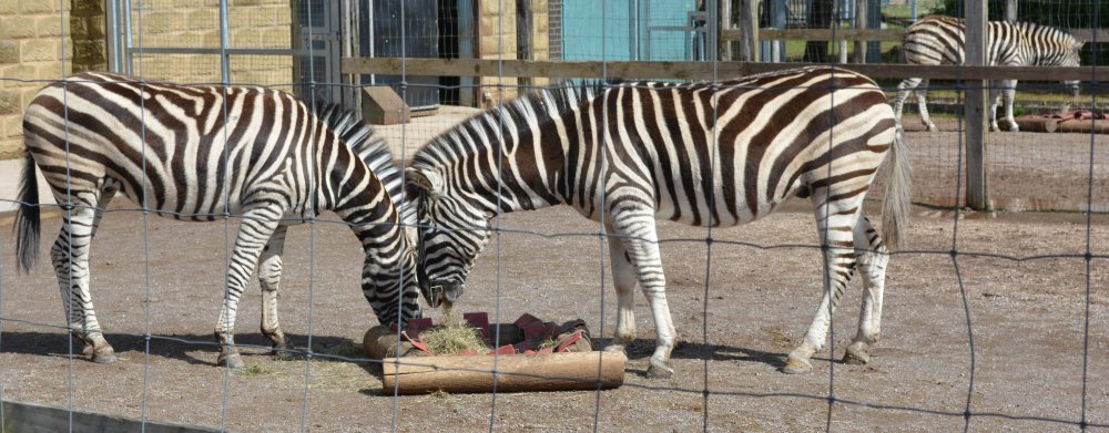 Zebras Twycross Zoo, Leicestershire, England