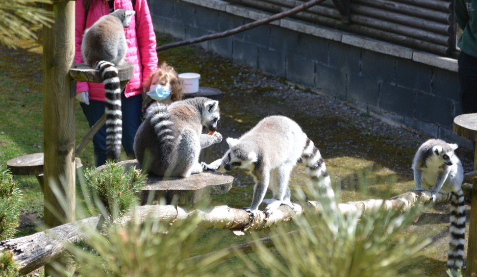 Twycross Zoo, Leicestershire, England