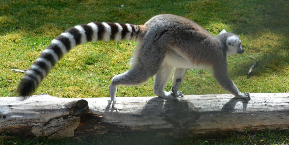 Ring-tailed lemur Explaining the evolutionary advantages of the lemurs. Descriptions and explanations of the physical adaptations of lemurs. Descriptions and explanations of the functional-physiological adaptations of lemurs. Descriptions and explanations of the behavioural adaptations of lemurs.  Twycross Zoo, Leicestershire, England