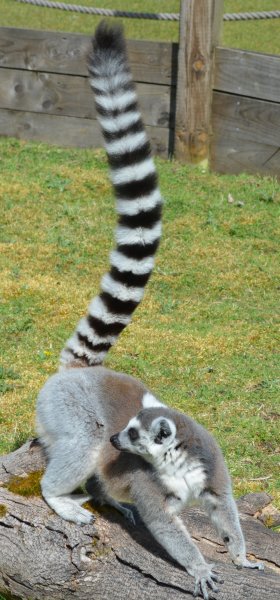  Twycross Zoo, Leicestershire, England