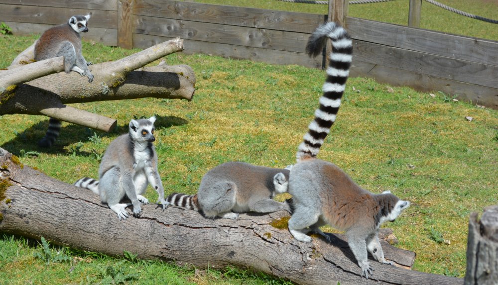 Playful ring-tailed lemurs in Twycross Zoo, Leicestershire, England