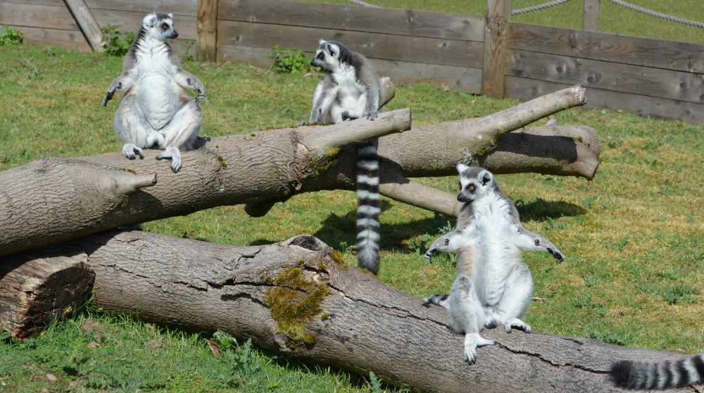 Ring-tailed lemurs sunning themselves in Twycross Zoo, Leicestershire, England