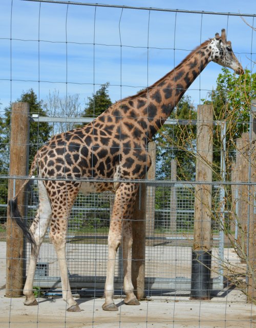  Twycross Zoo, Leicestershire, England