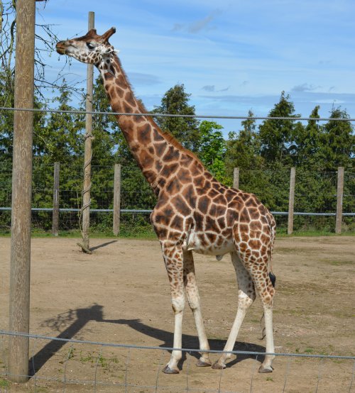Giraffes at Twycross Zoo, Leicestershire, England