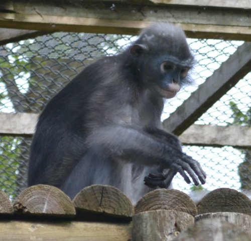 dusky langur in Twycross Zoo, Leicestershire, England