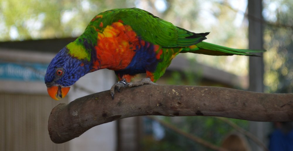 feeding the rainbow lorikeet birds in Twycross Zoo, Leicestershire, England