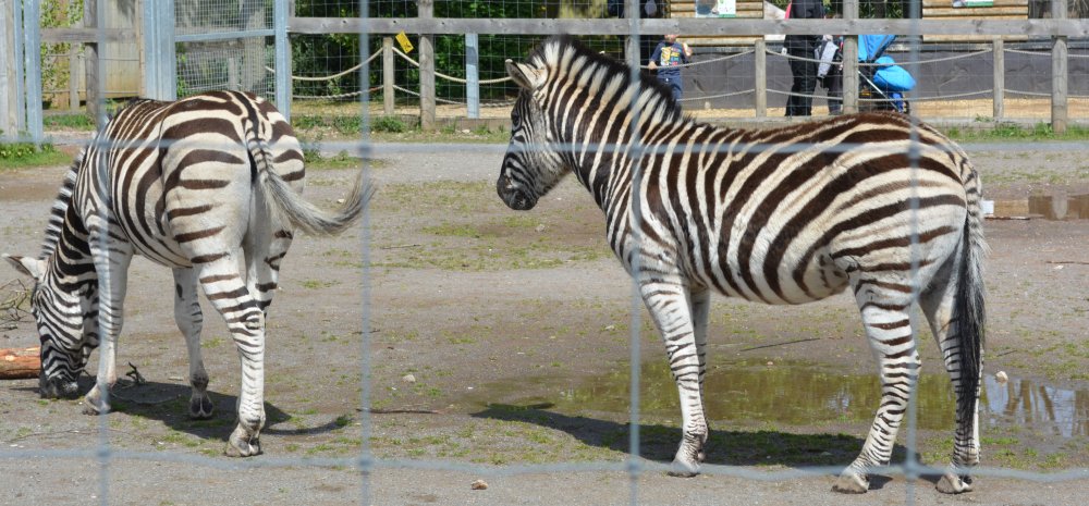 Twycross Zoo, Leicestershire, England