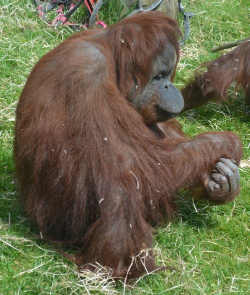 Twycross Zoo, Leicestershire, England