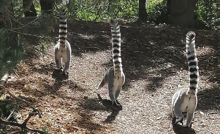 ring-tailed lemur walk in Twycross Zoo, Leicestershire, England