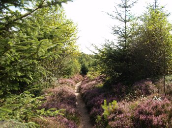 walking between the varied woodland on the purple heather lined path - Walking from Sutton Bank National Park Visitor Centre, North York Moors National Park, North Yorkshire, Northern England