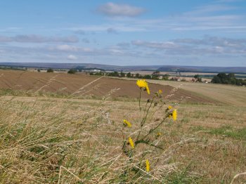 Cote Moor Road - Walking from Sutton Bank National Park Visitor Centre, North York Moors National Park, North Yorkshire, Northern England