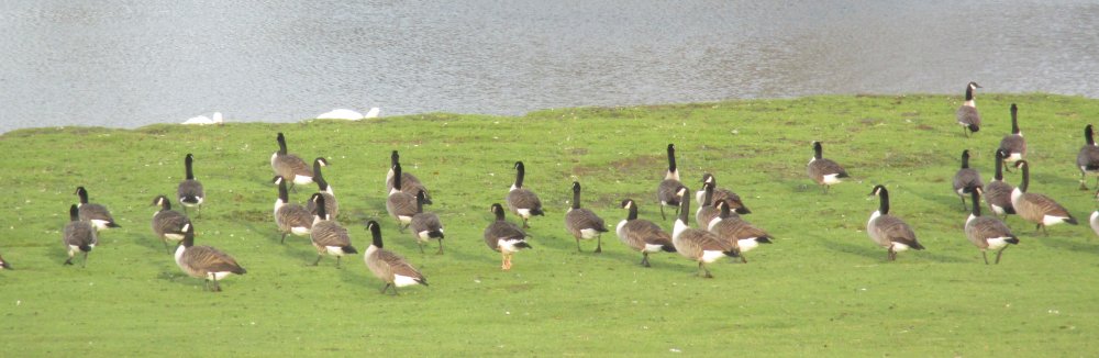 Castle Howard