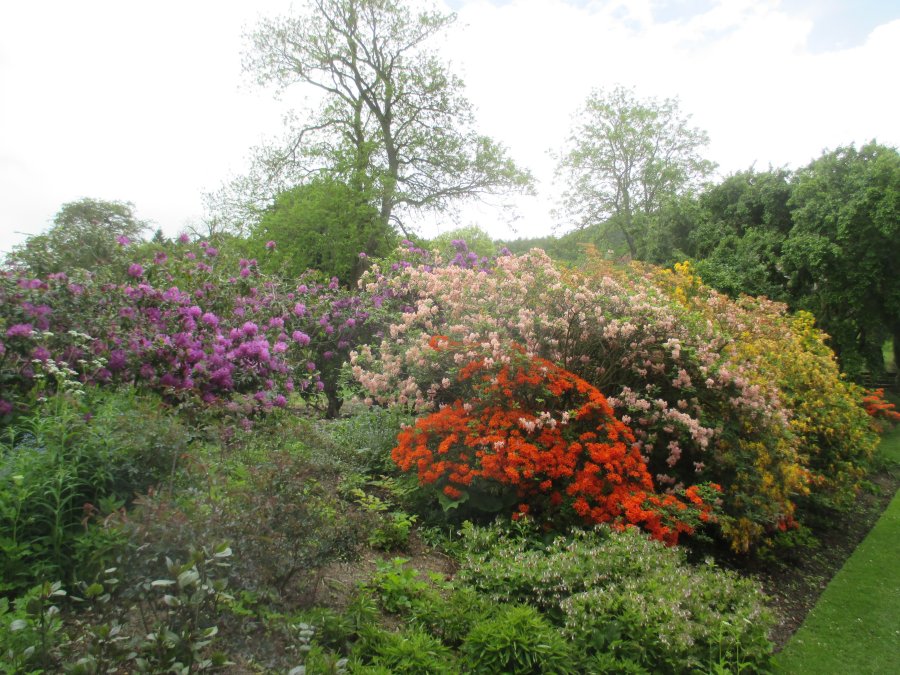 Deli Garden flowers and shrubs Mount Grace Priory, North Yorkshire