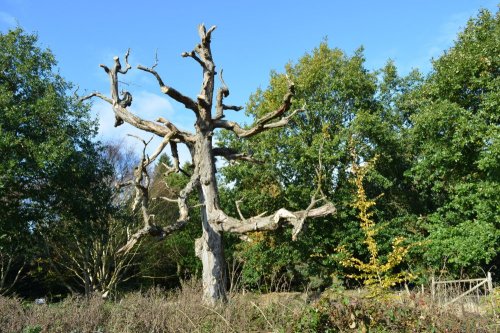 dead wood habitats Yorkshire Arboretum