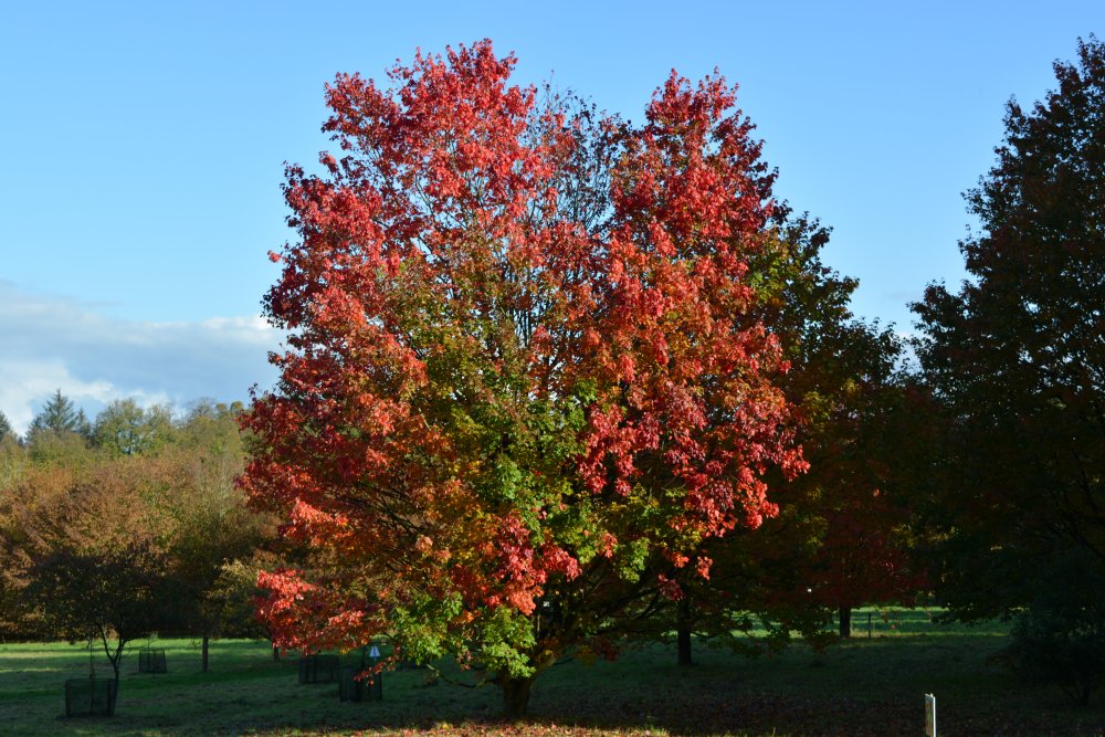 Autumn colours Yorkshire Arboretum