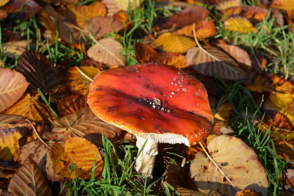 Autumn colours Yorkshire Arboretum
