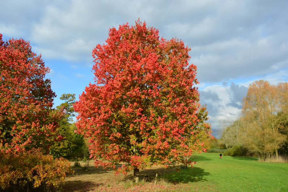 Acer rubrum October Glory Autumn colours Yorkshire Arboretum