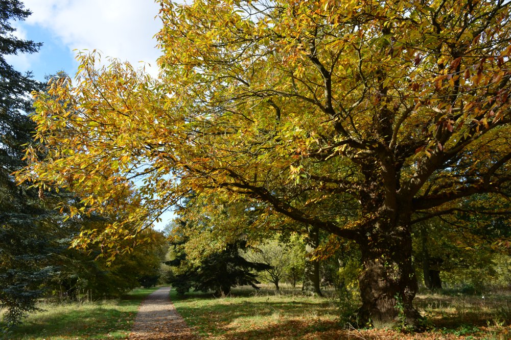 walking Autumn colours Yorkshire Arboretum