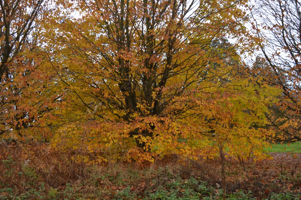 Autumn colours Yorkshire Arboretum