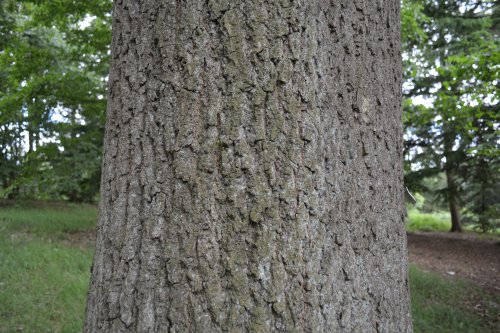 oak bark Yorkshire Arboretum, Castle Howard.  North Yorkshire, England