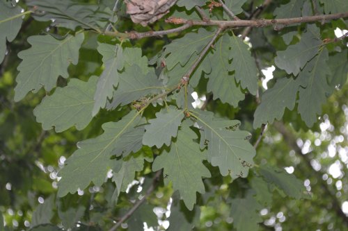 oak leaves Yorkshire Arboretum, Castle Howard.  North Yorkshire, England