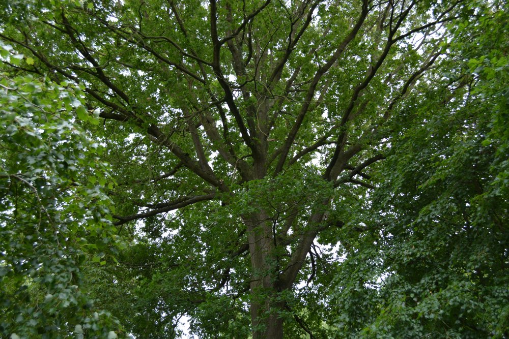 oak trees Yorkshire Arboretum, Castle Howard.  North Yorkshire, England