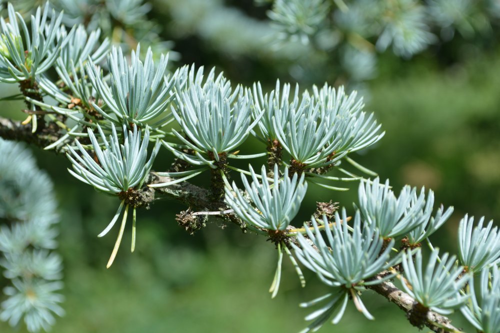 spiny leaves of blue cedar cedrus atlantica 'glauca' Yorkshire Arboretum, Castle Howard.  North Yorkshire, England
