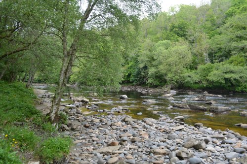 One of many glimpses of the River TeesOne of many glimpses of the River Tees circular walk Cotherstone Romaldkirk River Tees Co. Durham, England