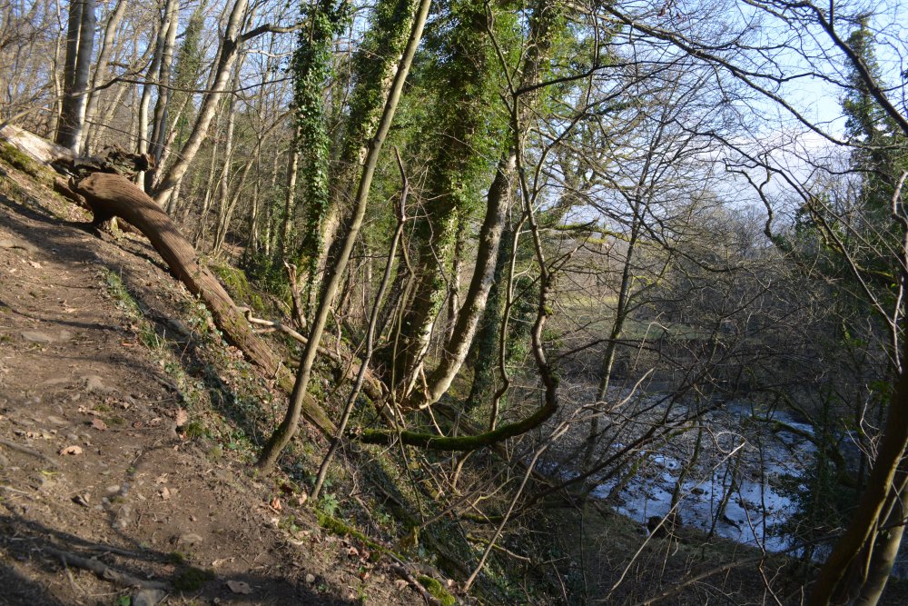 Walking Cover Banks of the  River Cover, Coverdale, Wensleydale, North Yorkshire, England