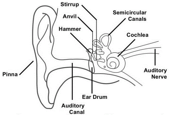 ear1.gif