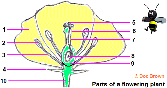 flower2question.gif