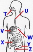 organs3letters.jpg