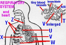 organs4letters.jpg