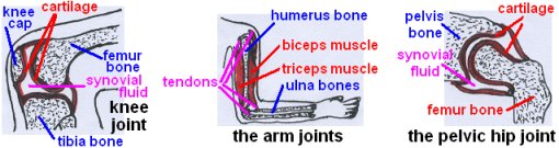 skeleton1.jpg