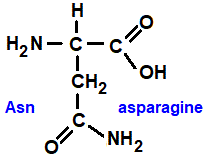 asparagine (asn), has an extra amide group amino acid chemistry  molecular structure structural formula advanced level organic chemistry
