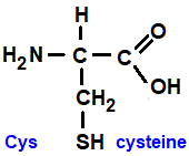 HSCH2CH(NH2)COOH, cysteine (cys), has an extra -SH mercapto group amino acid chemistry  molecular structure structural formula advanced level organic chemistry