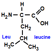 leucine (leu), 2-amino-4-methylpentanoic acid amino acid chemistry  molecular structure structural formula advanced level organic chemistry