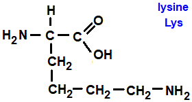 lysine (lys), 1,6-diaminohexanoic acid, has an extra primary amine group amino acid chemistry  molecular structure structural formula advanced level organic chemistry