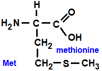 methionine (met), has a disulfide linkage (analogous to a C-O-C ether linkage) amino acid chemistry  molecular structure structural formula advanced level organic chemistry