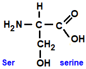 serine (ser), 2-amino-3-hydroxypropanoic acid, has an extra primary alcohol group amino acid chemistry  molecular structure structural formula advanced level organic chemistry