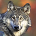 wolf adaptations through evolution